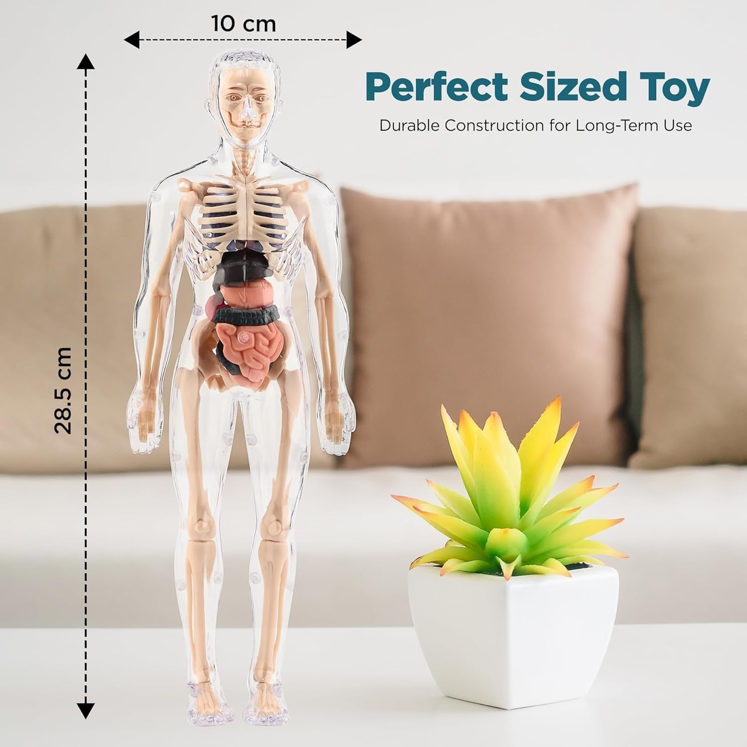 Braintastic 3D Human Anatomy Model Kit for Kids | Educational STEM Science Toy with Removable Organs & Body Parts | Learning Model for Children 8+ Years