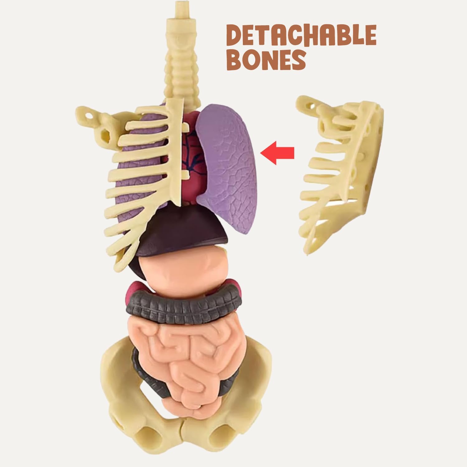Braintastic 3D Human Anatomy Model Kit for Kids | Educational STEM Science Toy with Removable Organs & Body Parts | Learning Model for Children 8+ Years