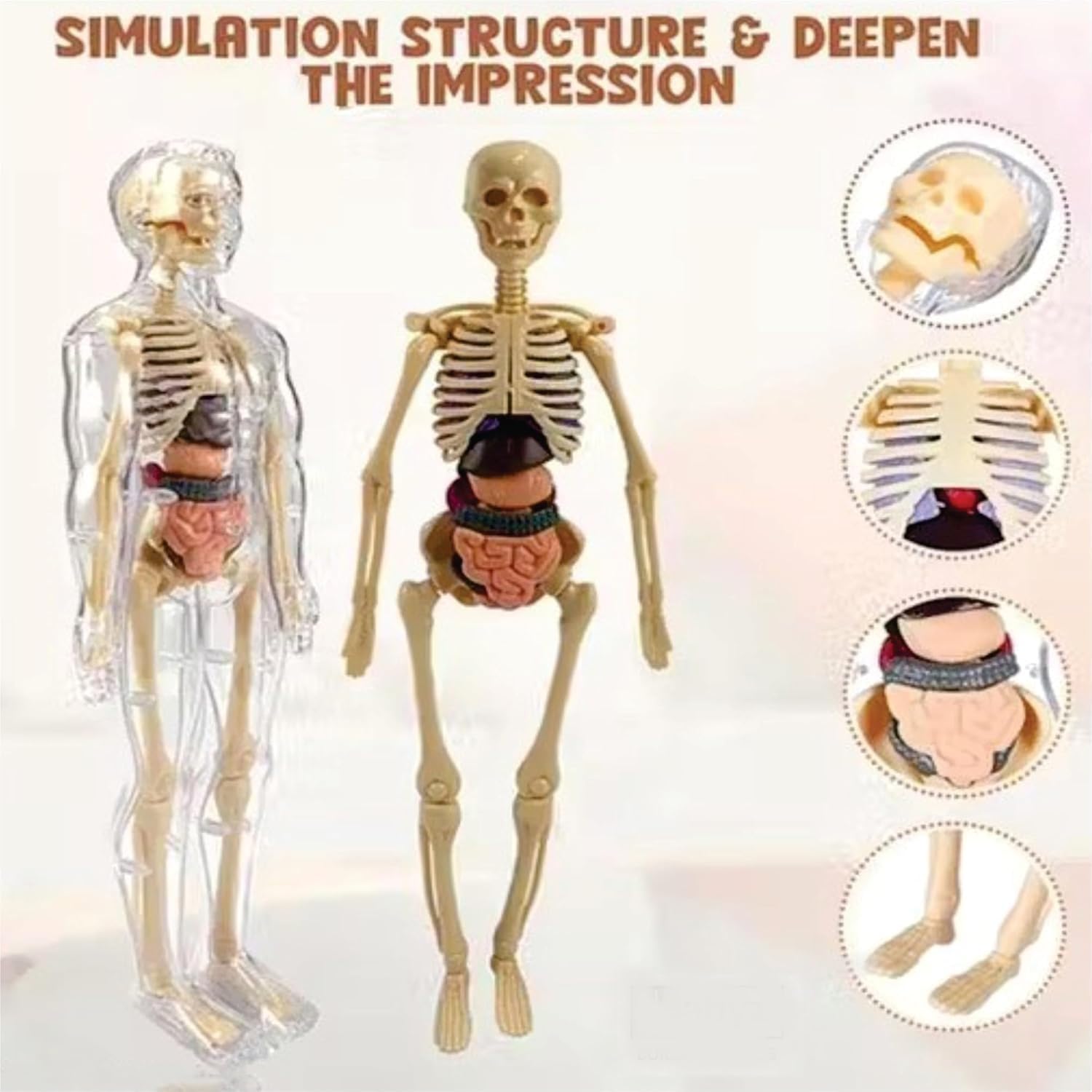 Braintastic 3D Human Anatomy Model Kit for Kids | Educational STEM Science Toy with Removable Organs & Body Parts | Learning Model for Children 8+ Years