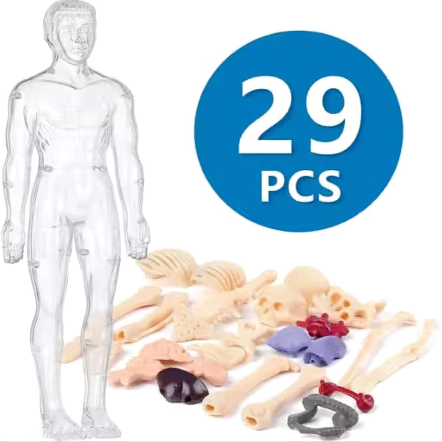 Braintastic 3D Human Anatomy Model Kit for Kids | Educational STEM Science Toy with Removable Organs & Body Parts | Learning Model for Children 8+ Years