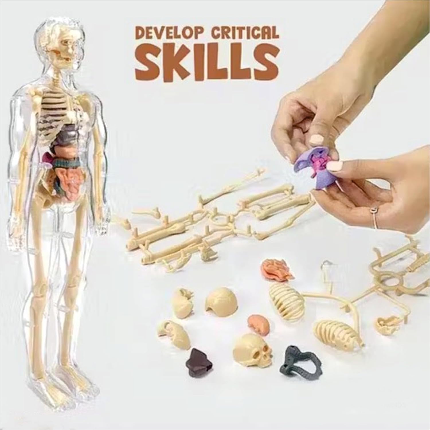 Braintastic 3D Human Anatomy Model Kit for Kids | Educational STEM Science Toy with Removable Organs & Body Parts | Learning Model for Children 8+ Years