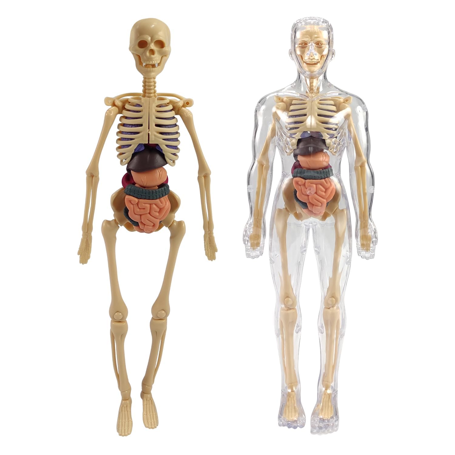 Braintastic 3D Human Anatomy Model Kit for Kids | Educational STEM Science Toy with Removable Organs & Body Parts | Learning Model for Children 8+ Years